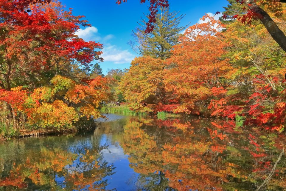 雲場池の紅葉